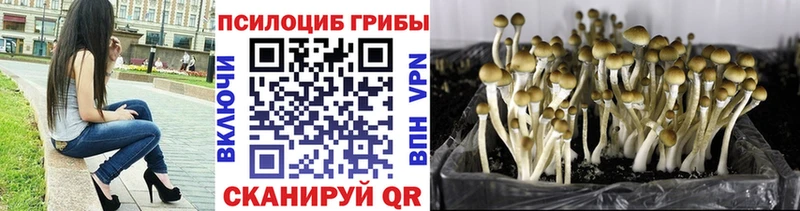 Купить где  Дудинка  Галлюциногенные грибы Psilocybe 